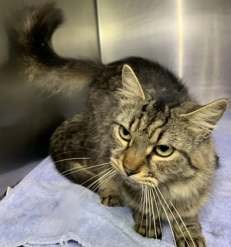 An adult medium-sized female Domestic Long Hair cat named Mallory for adoption in Massena, NY