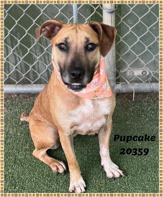 A young medium-sized female Tricolor (Brown, Black, & White) Shepherd dog named PUPCAKE see also DOM for adoption in Marietta, GA