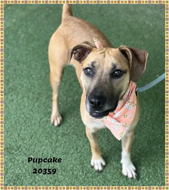 PUPCAKE see also DOM thumbnail 2