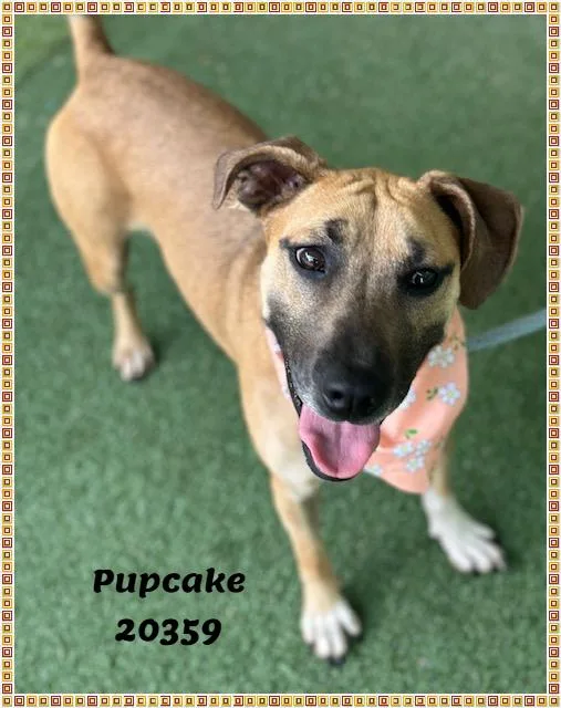 PUPCAKE see also DOM thumbnail 4