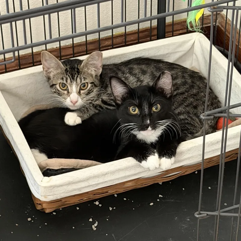 A baby small-sized female Domestic Short Hair cat named Tabitha for adoption in Saint Charles, MO