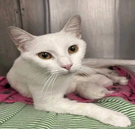 An adult medium-sized female White Domestic Short Hair cat named Deedee for adoption in Cincinnati, OH