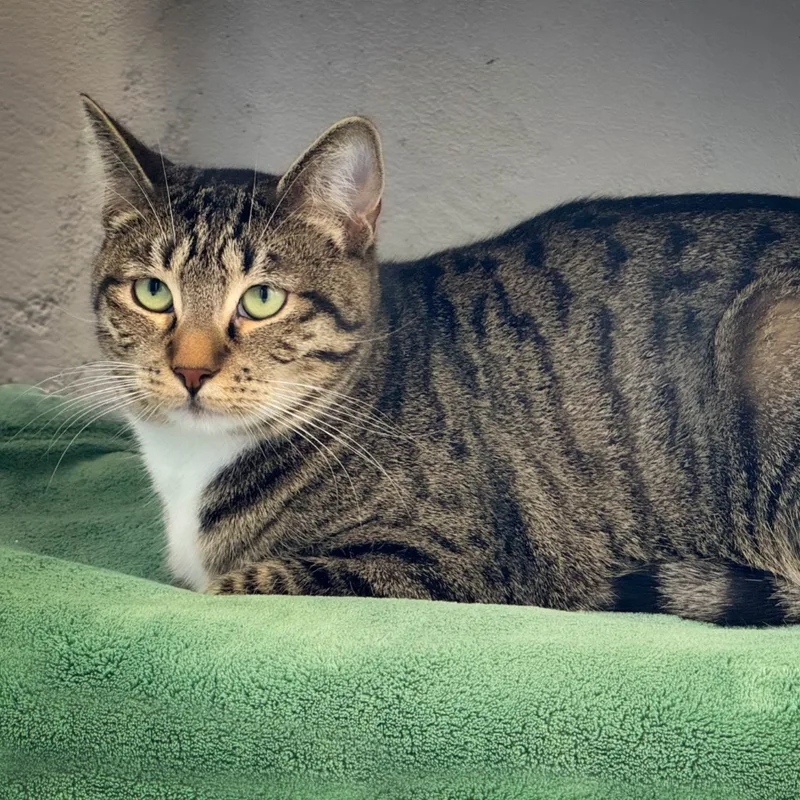 An adult large-sized female Gray / Blue / Silver Domestic Short Hair cat named Tilly for adoption in San Pedro, CA