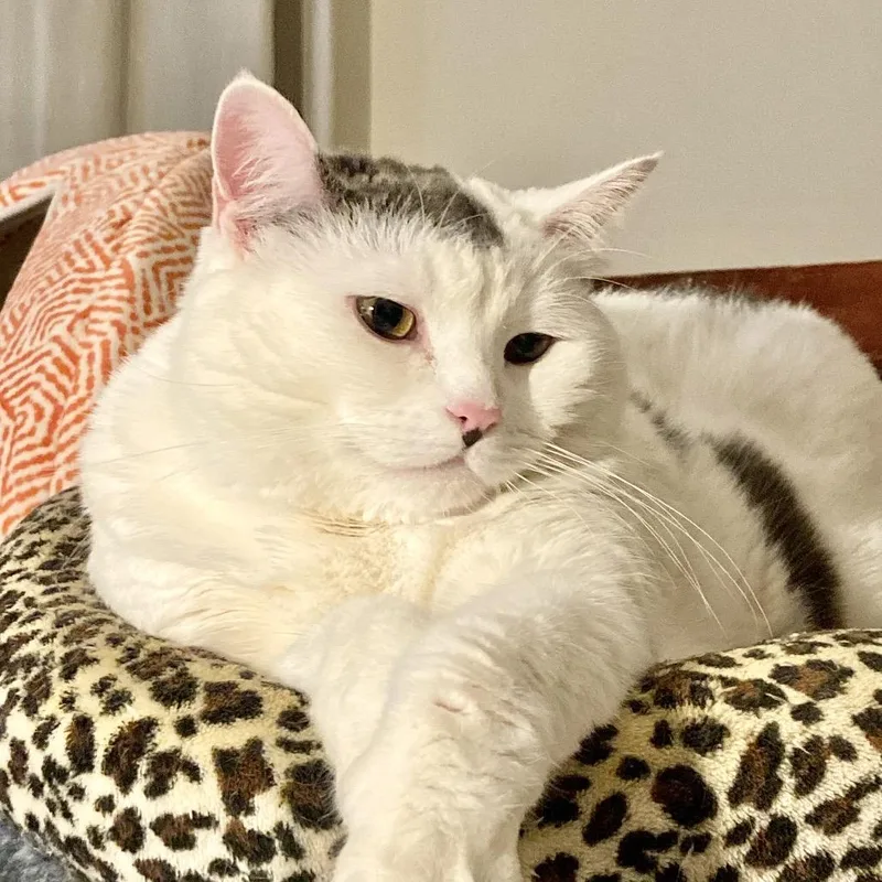 Cake Pop thumbnail 2