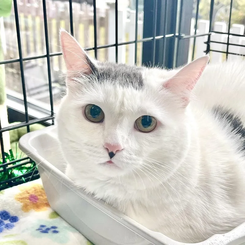 Cake Pop thumbnail 3