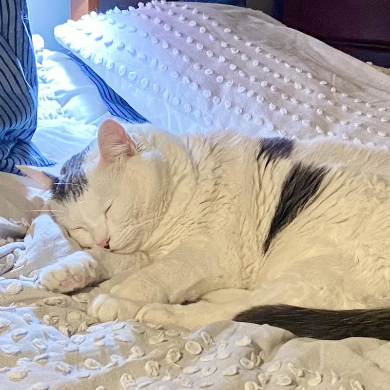 Cake Pop thumbnail 4