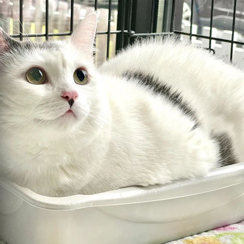 Cake Pop thumbnail 5