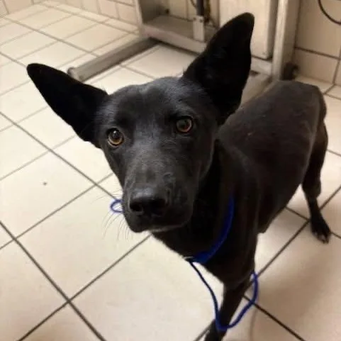 A young medium-sized female Black Mixed Breed dog named Evie for adoption in Tunica, MS