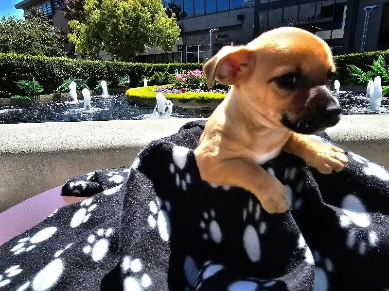 Bentley thumbnail 3