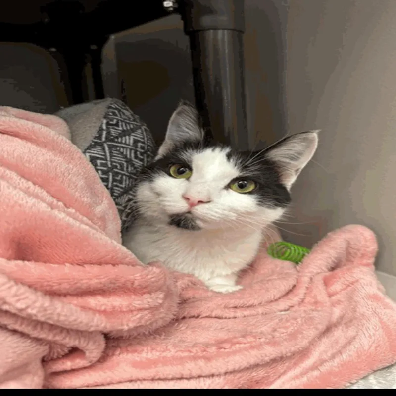 An adult medium-sized female Black & White / Tuxedo Domestic Short Hair cat named Ash for adoption in fennville, MI