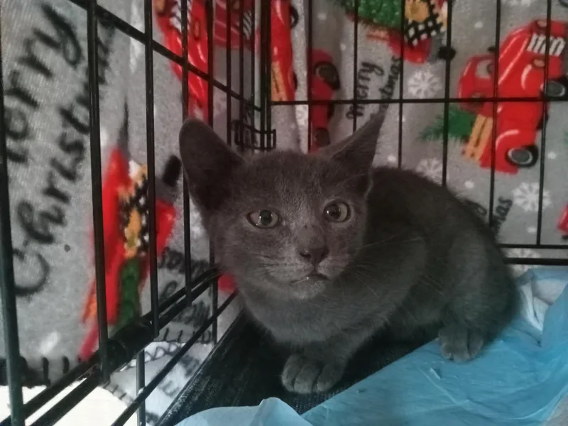 A baby medium-sized male Gray / Blue / Silver Domestic Short Hair cat named Grayson for adoption in North Haledon, NJ