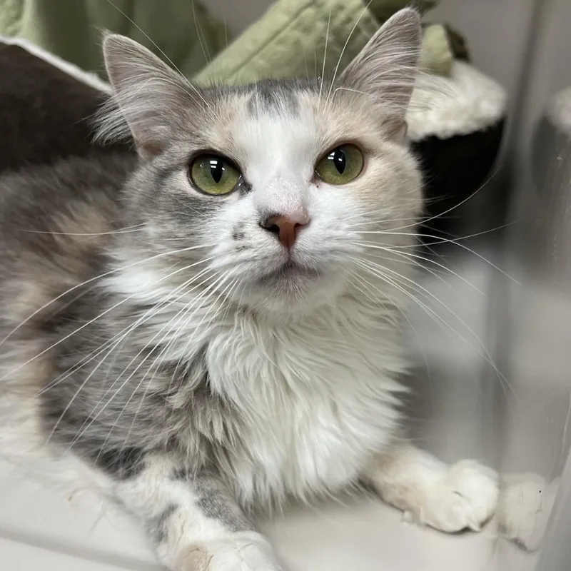 A young small-sized female Calico Domestic Long Hair cat named Babette for adoption in La Grange, KY