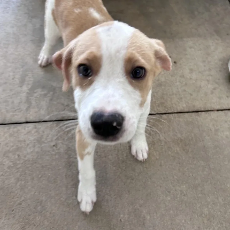 A baby medium-sized male Yellow / Tan / Blond / Fawn Mixed Breed dog named Deacon for adoption in Mount Gilead, NC