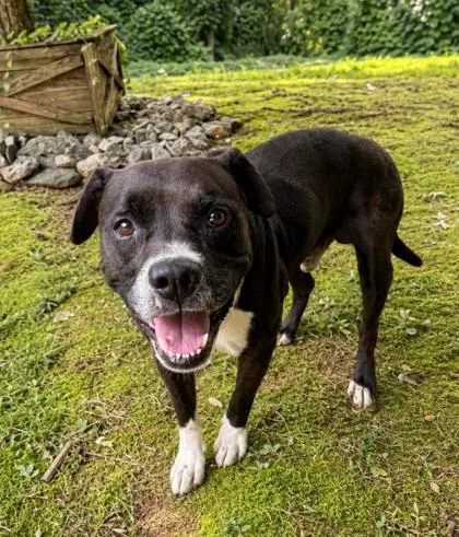 An adult large-sized male Boxer dog named Boots for adoption in Dahlonega, GA
