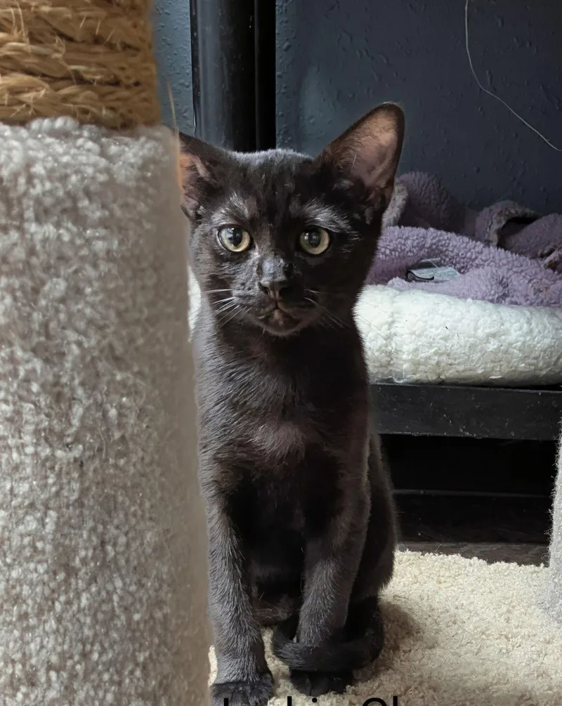 Dolph Lundgren thumbnail 2