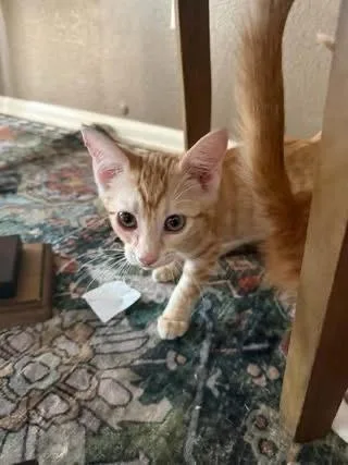 A baby small-sized male Orange & White Domestic Short Hair cat named Boots for adoption in Colorado Springs, CO