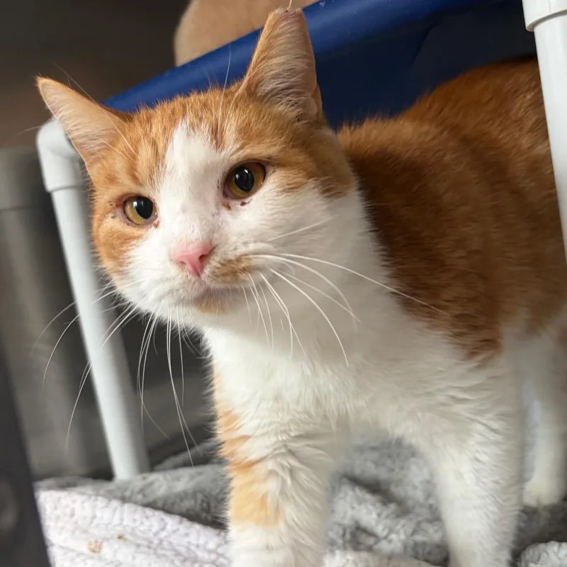An adult medium-sized male Domestic Short Hair cat named Timber for adoption in Cumming, GA