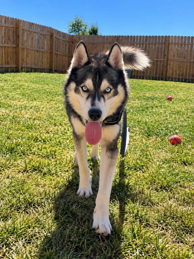 A young large-sized male Husky dog named Maverick for adoption in Centralia, IL