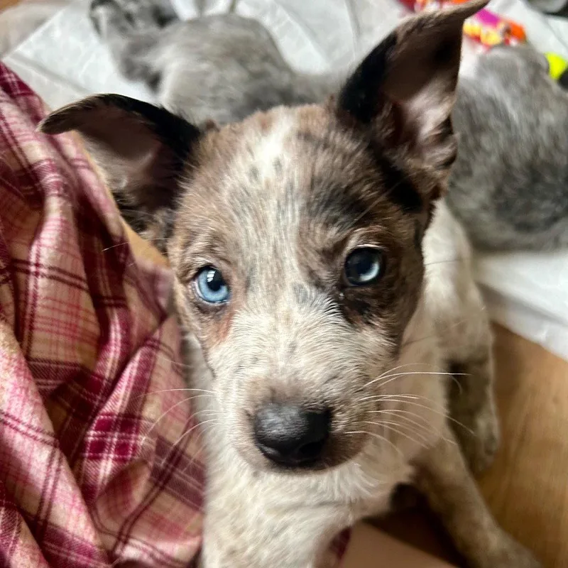 A baby medium-sized female Australian Cattle Dog / Blue Heeler dog named Luna for adoption in Bloomfield, CT