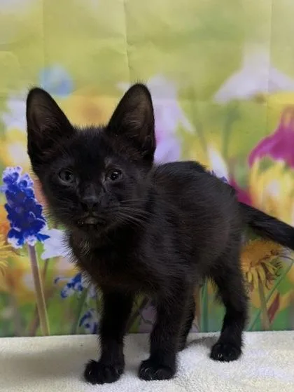 A young small-sized male Domestic Short Hair cat named Jollibee for adoption in San Antonio, TX