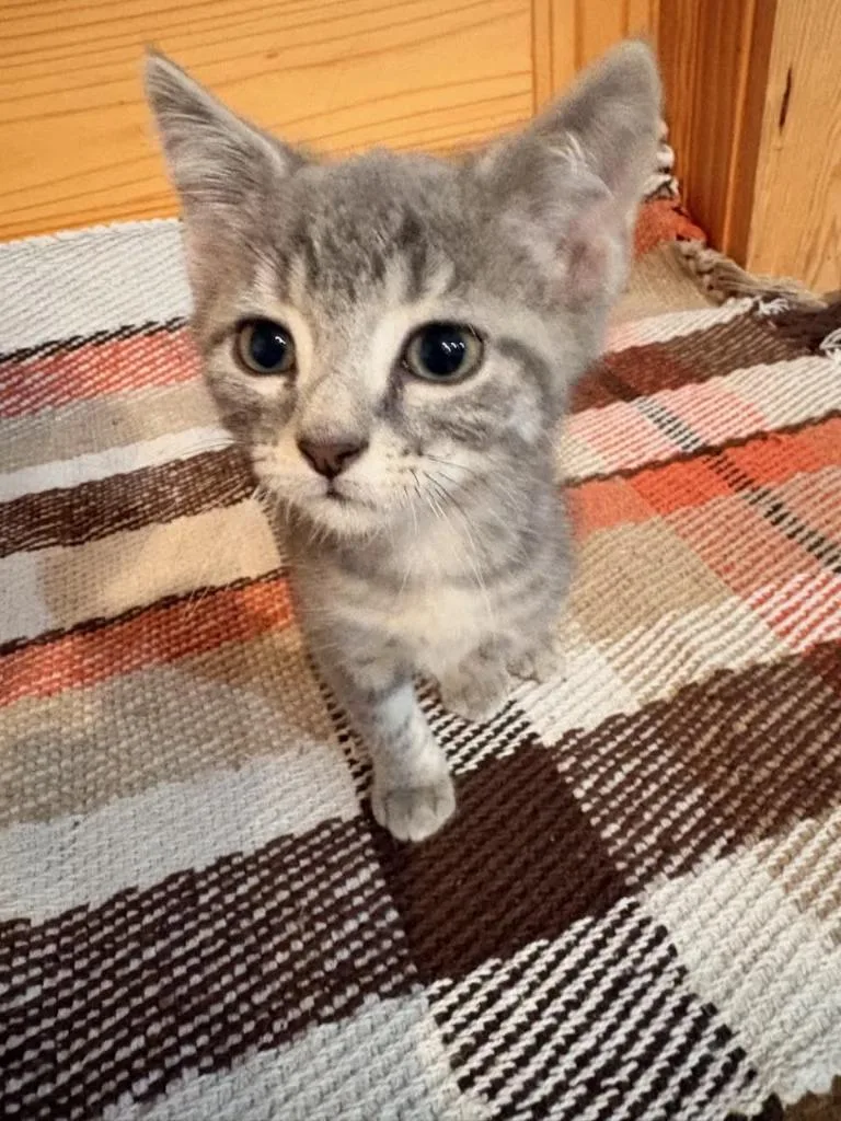 A baby small-sized male Domestic Short Hair cat named Bean for adoption in Effingham, IL