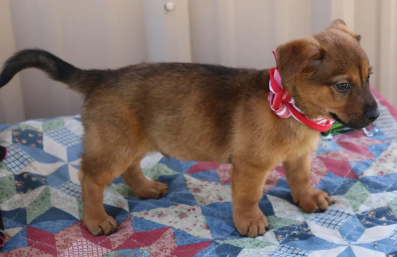 A baby medium-sized male Brown / Chocolate Dachshund dog named Mason Jar for adoption in Bandera, TX