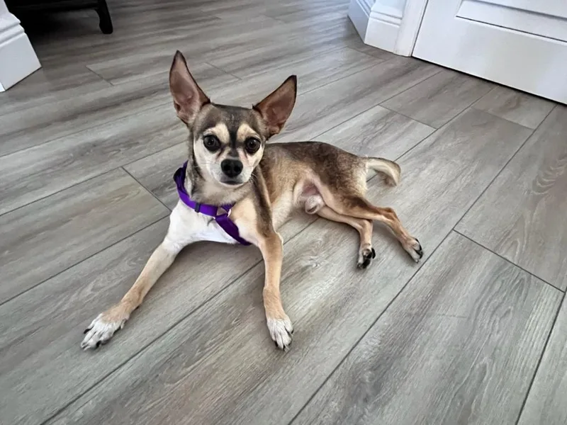 A young small-sized male Chihuahua dog named Frodo for adoption in Orlando, FL
