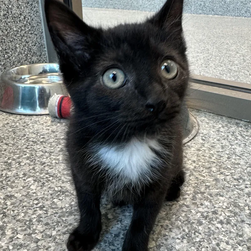 A baby small-sized male Black Domestic Short Hair cat named Uno for adoption in Manassas, VA