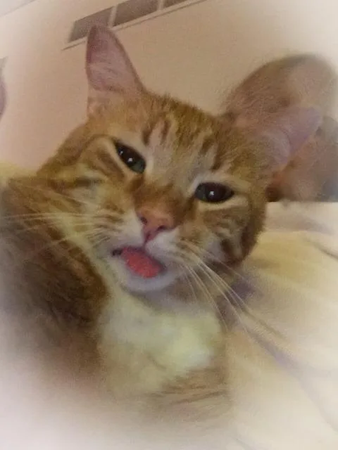 A senior small-sized male Domestic Short Hair cat named Dustin for adoption in Ballwin, MO