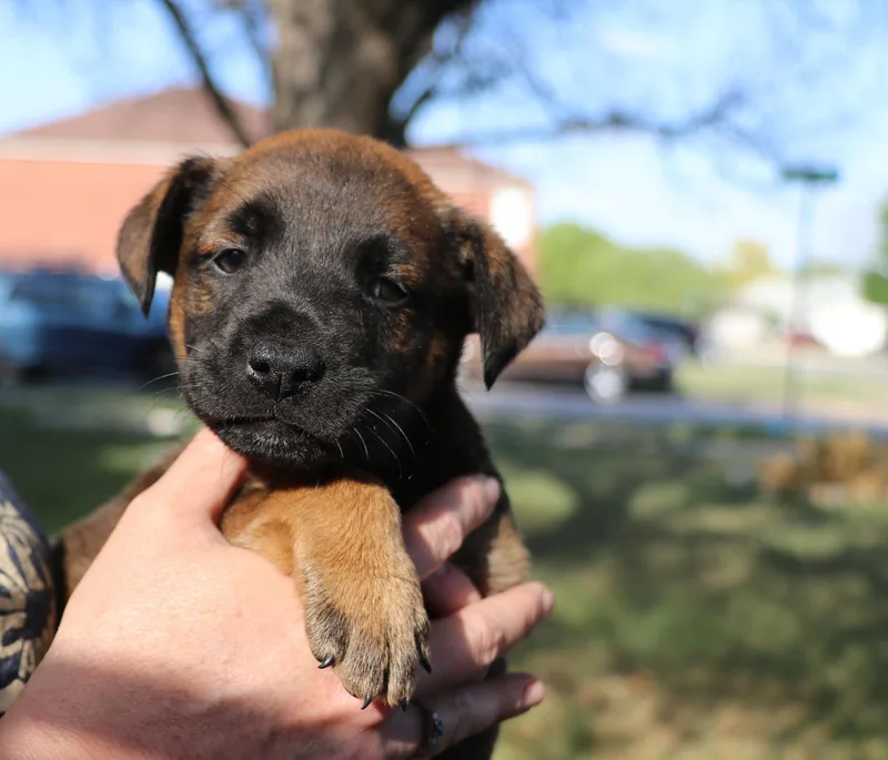 A baby medium-sized male Brown / Chocolate Mixed Breed dog named Seven for adoption in Pflugerville, TX