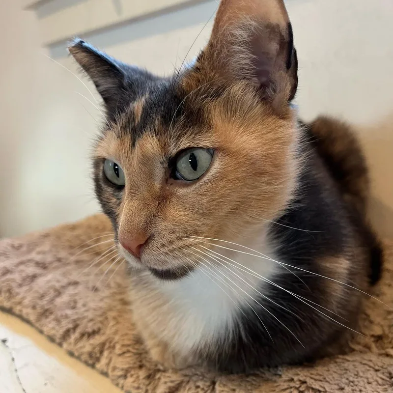 An adult small-sized female Calico Domestic Short Hair cat named Chloe for adoption in Los Angeles, CA