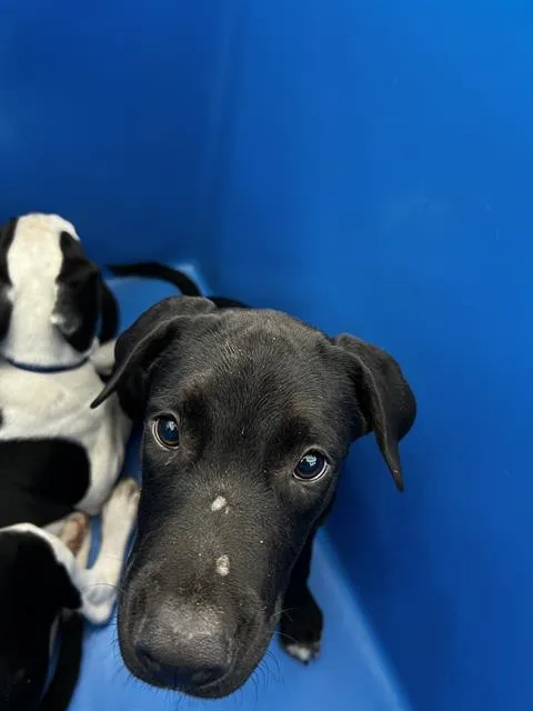 A baby large-sized male Mixed Breed dog named Will for adoption in Dallas, TX