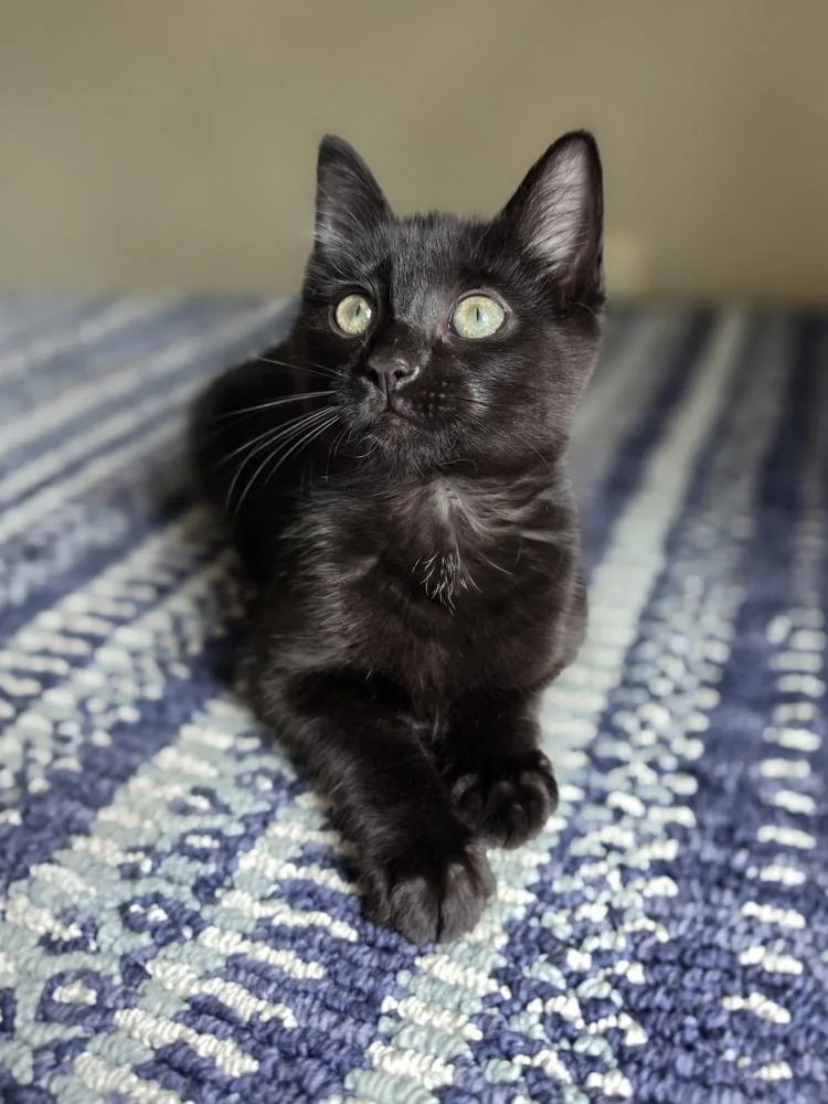 A baby small-sized female Black Domestic Short Hair cat named Genie for adoption in Metamora, IL