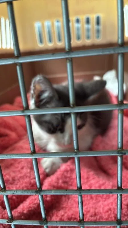 An adult medium-sized female Gray / Blue / Silver Domestic Short Hair cat named Bellezza for adoption in Mobile, AL