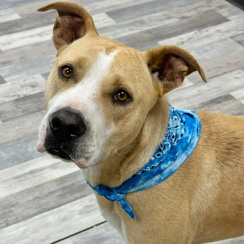 An adult large-sized male Brown / Chocolate Black Mouth Cur dog named Max for adoption in Lufkin, TX