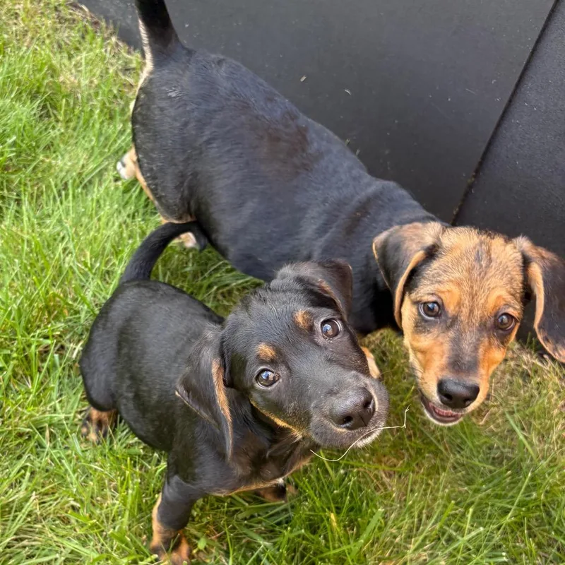 A baby small-sized female Black Mixed Breed dog named Debbie for adoption in Wheeling, IL