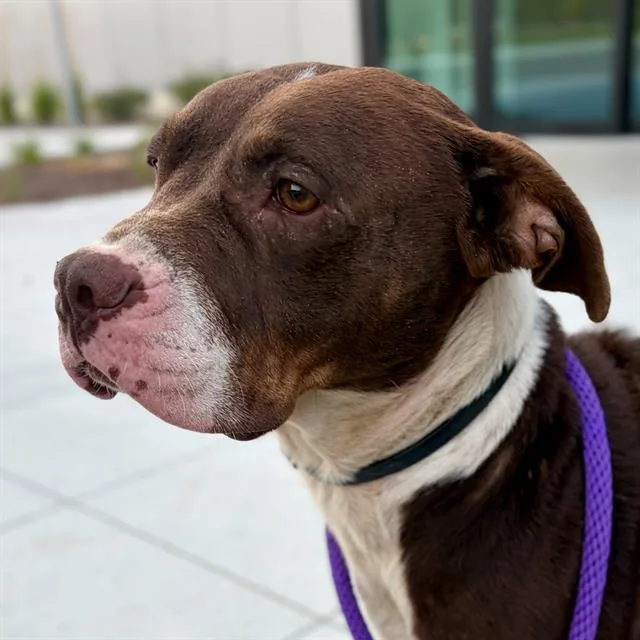 An adult large-sized female Pit Bull Terrier dog named Franchesca for adoption in Indianapolis, IN