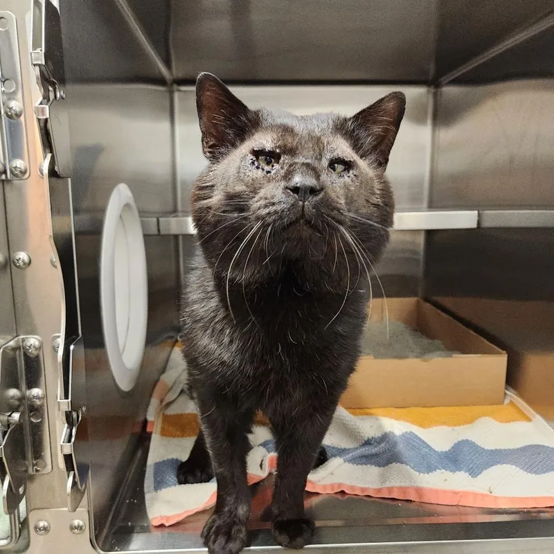 An adult large-sized male Black Domestic Short Hair cat named Darth Maul for adoption in Delaware, OH