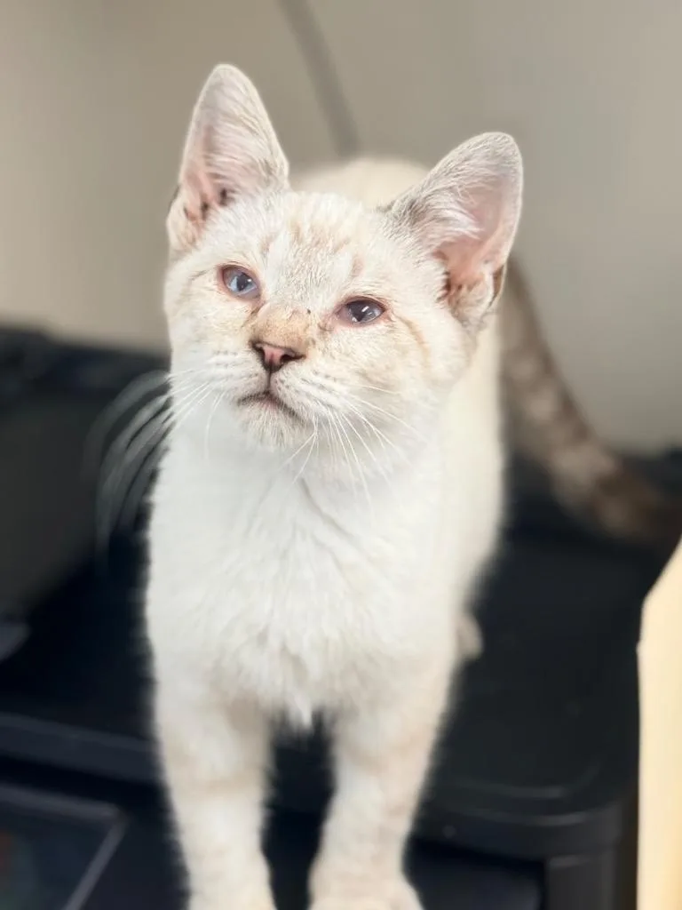 Indigo