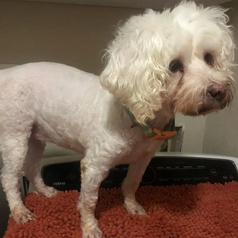 A senior small-sized female Miniature Poodle dog named Lana for adoption in Marana, AZ