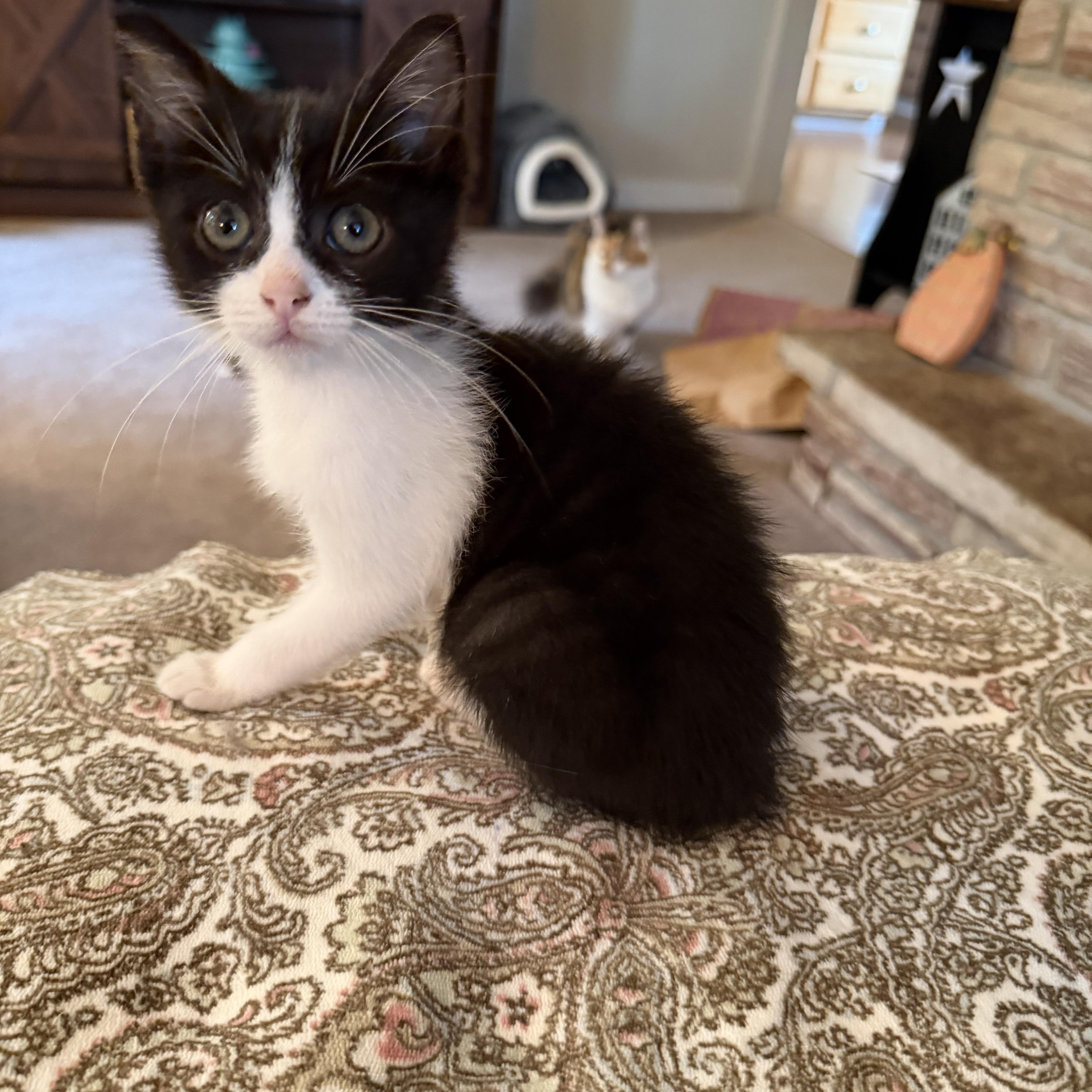 A baby small-sized male Domestic Short Hair cat named Goggles for adoption in Lacona, NY