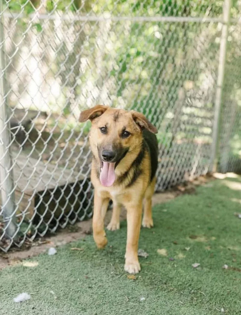 A young medium-sized female German Shepherd Dog dog named Duchess for adoption in Columbus, IN