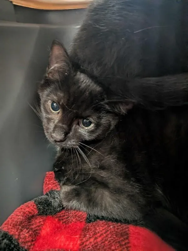 A young small-sized male Black Domestic Short Hair cat named Boyd for adoption in Cincinnati, OH