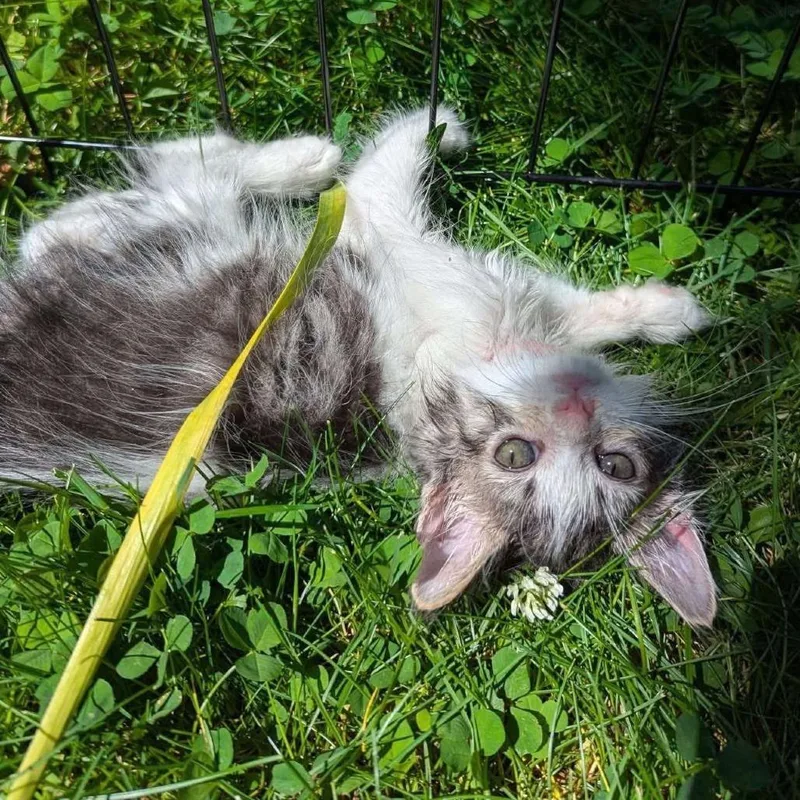 A baby small-sized male White Domestic Long Hair cat named Skunk for adoption in Johnstown, PA