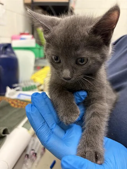 A baby small-sized male Domestic Short Hair cat named Bluey for adoption in Chula Vista, CA