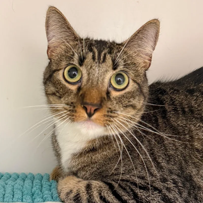 An adult large-sized male Domestic Short Hair cat named Sunset for adoption in Cumming, GA