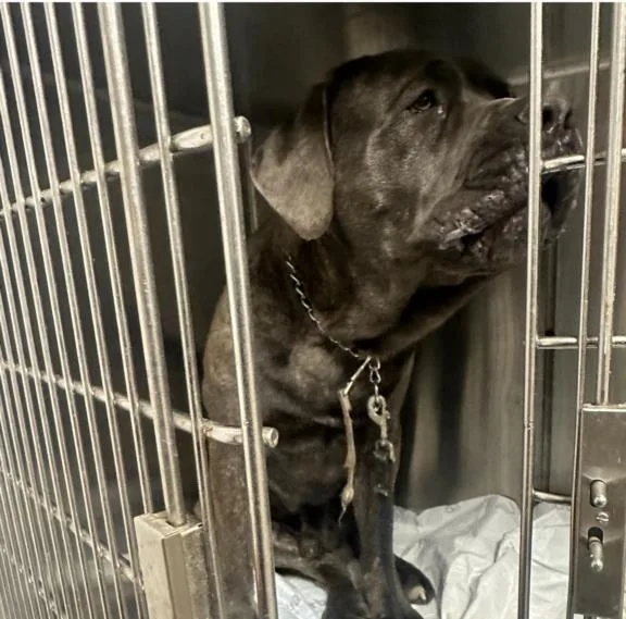 An adult extra large-sized male Mastiff dog named Famous for adoption in Chatsworth, CA