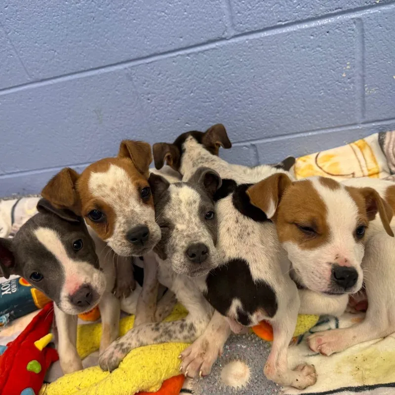 A baby medium-sized male Black Australian Cattle Dog / Blue Heeler dog named Saul for adoption in Madisonville, TN