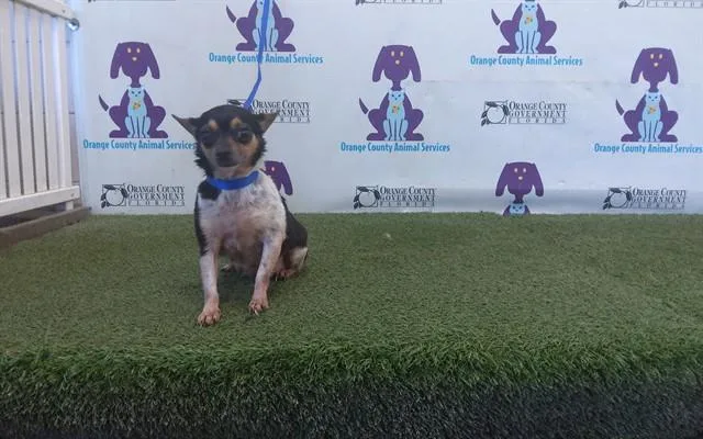 An adult small-sized female Chihuahua dog named Luna for adoption in Orlando, FL