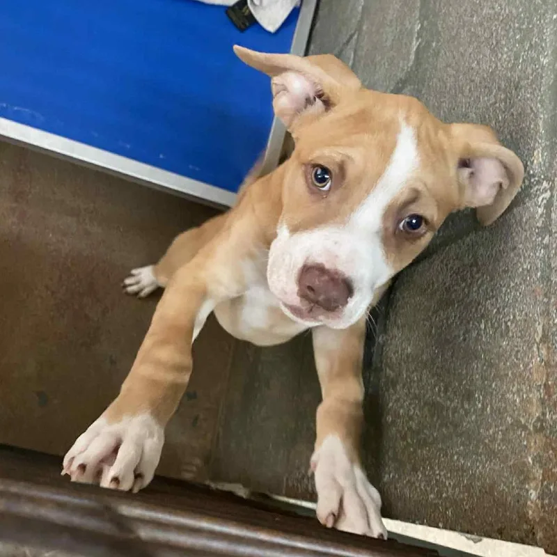 A baby small-sized female Brown / Chocolate Pit Bull Terrier dog named Bingo for adoption in Stephenville, TX